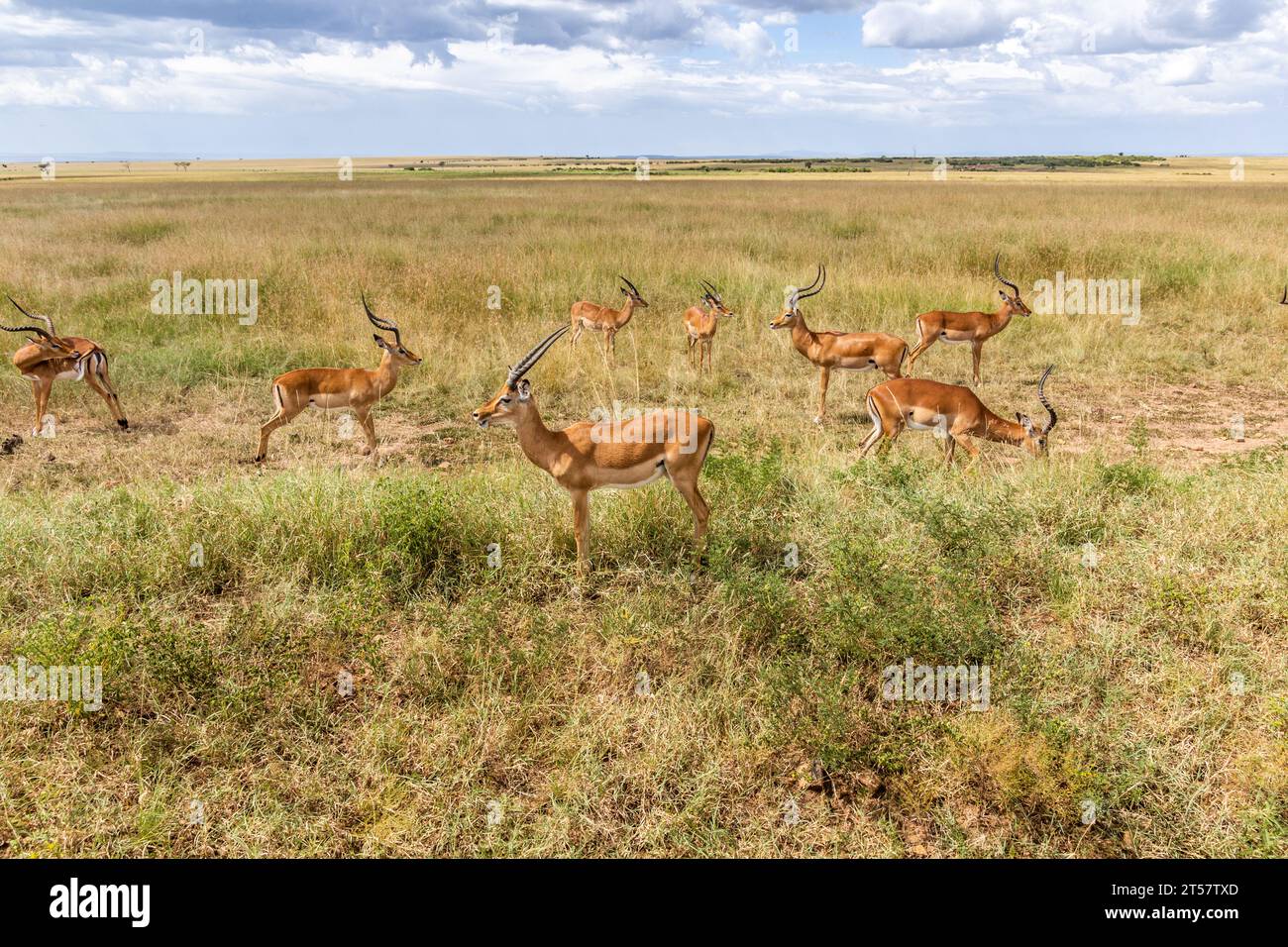 Impalas (Aepyceros melampus) in Masai Mara National Reserve, Kenya Stock Photo