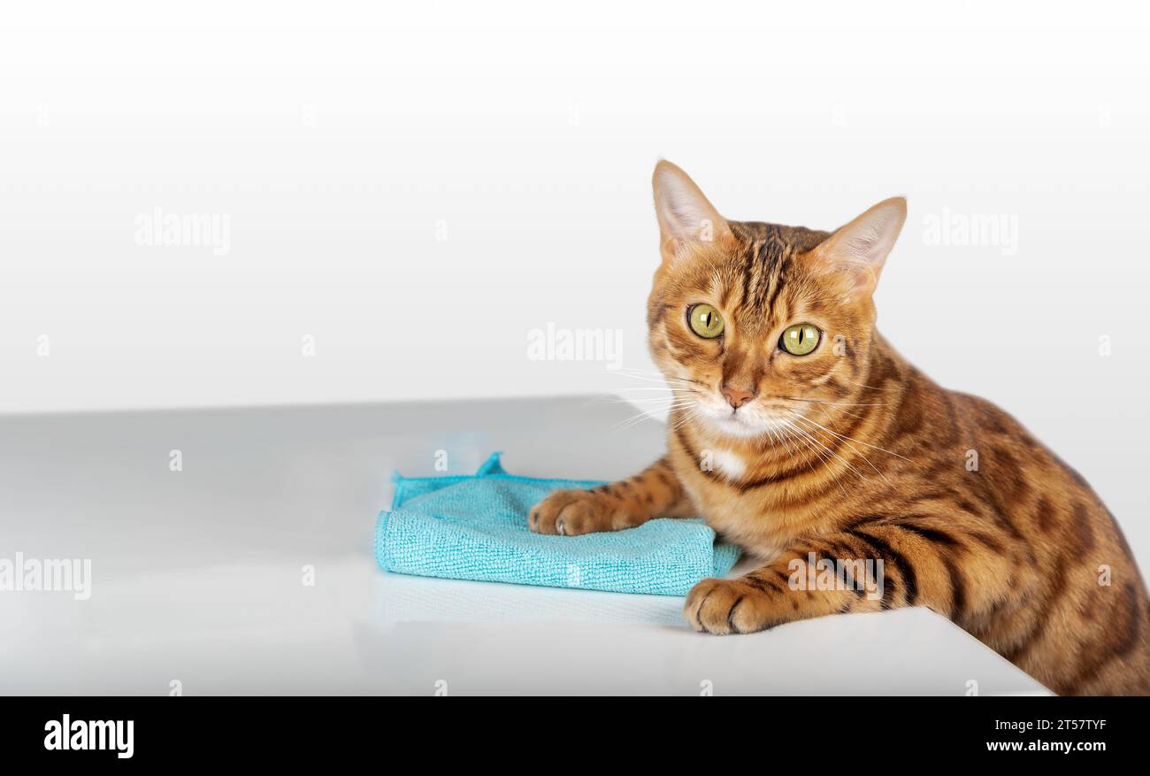 The cat wipes the table with a microfiber cloth. The cat is cleaning the house. Stock Photo