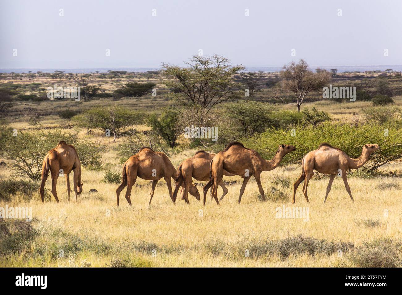 Camels near Marsabit town, Kenya Stock Photo