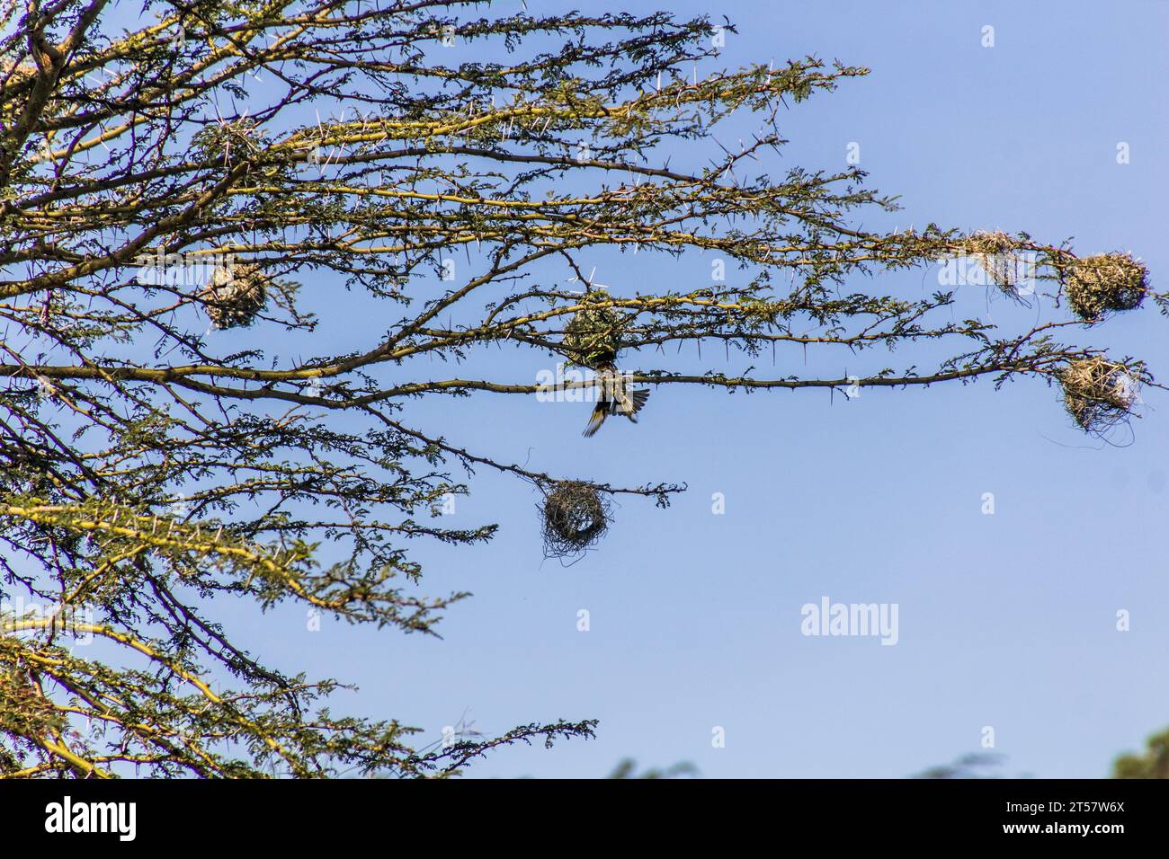 Village Weavers (Ploceus cucullatus) with their nests on Naivasha lake, Kenya Stock Photo