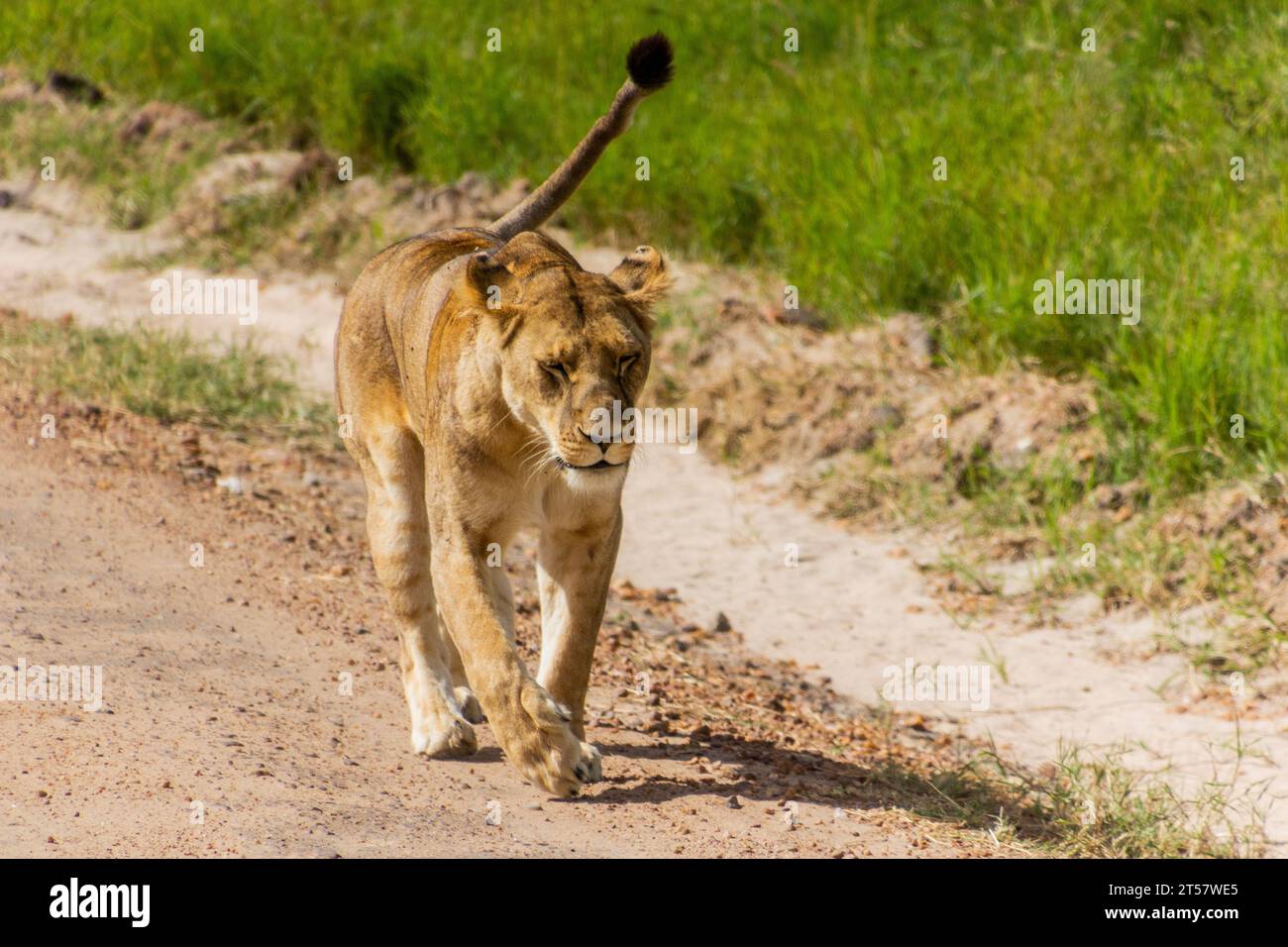Lioness in Masai Mara National Reserve, Kenya Stock Photo