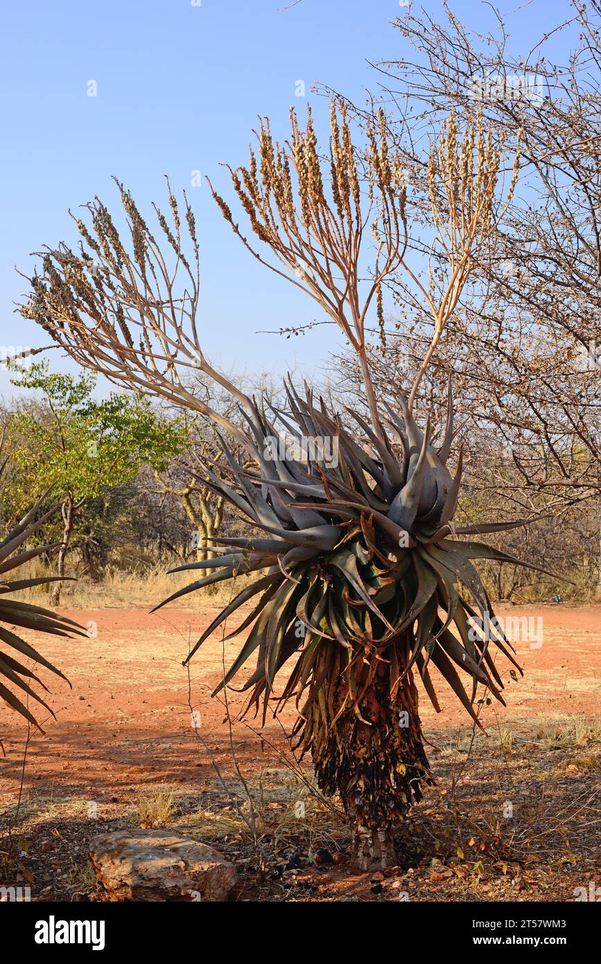 Aloe littoralis is a succulent like-tree plant native to southern Africa. Is edible and medicinal although toxic in high concentration. This photo was Stock Photo