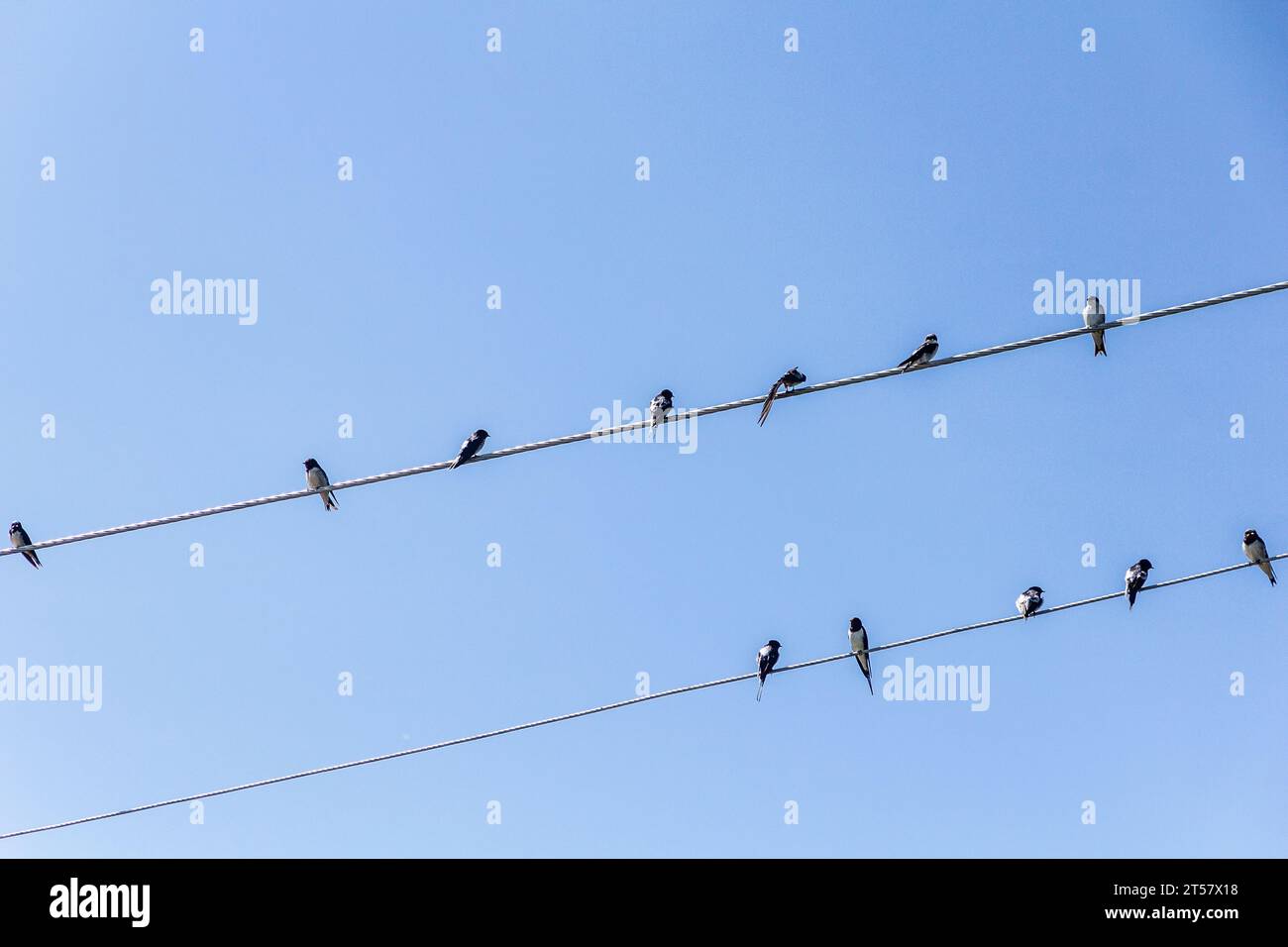 Barn Swallows (Hirundo rustica) on wires near Naivasha lake, Kenya Stock Photo