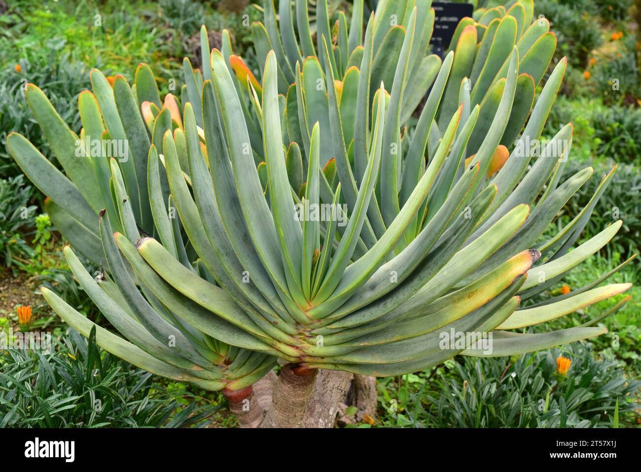 Fan aloe (Kumara plicatilis or Aloe plicatilis) is a robust succulent plant endemic to Cape Region, South Africa. Stock Photo