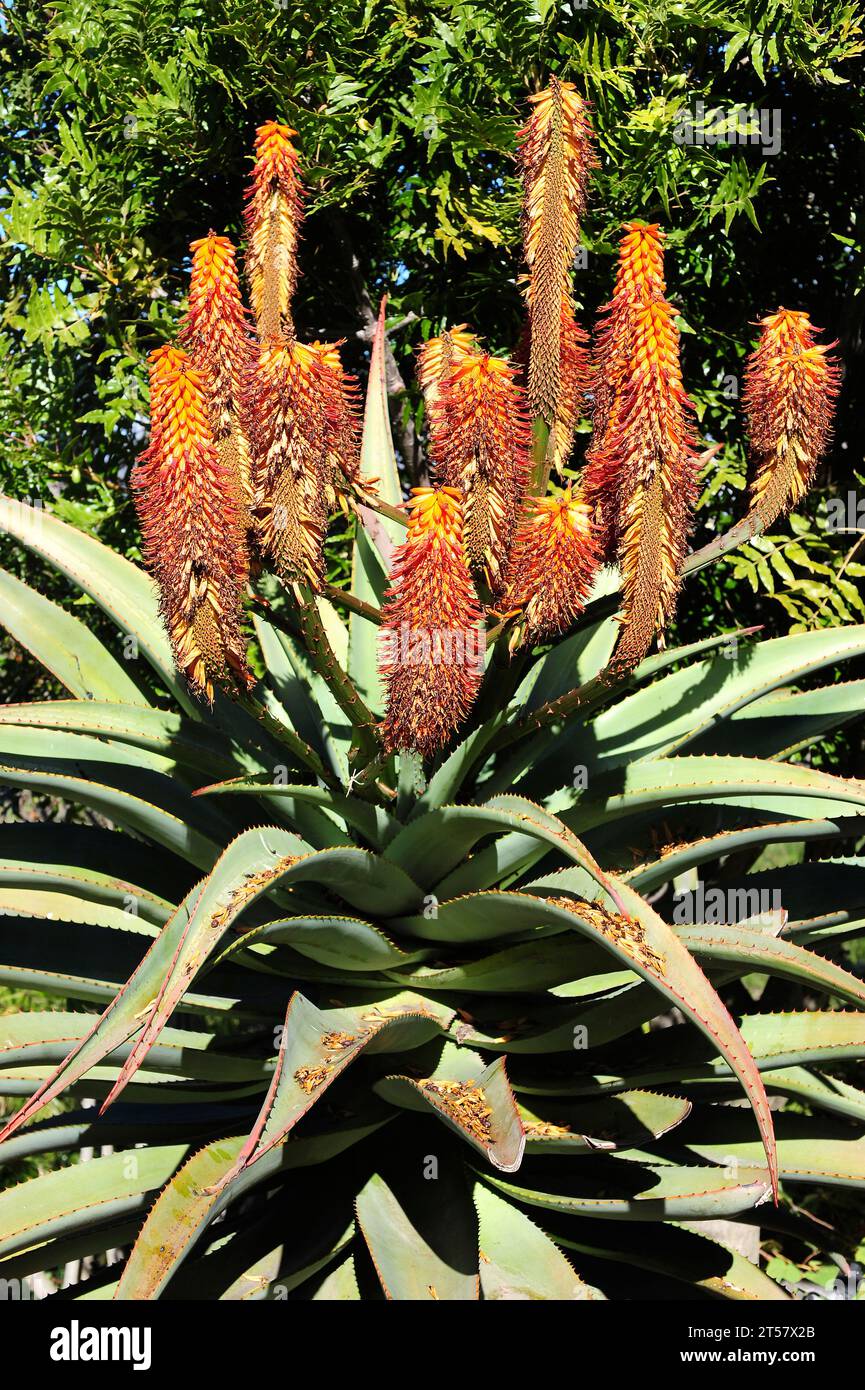 Dune aloe (Aloe thraskii) is an arborescent perennial plant native to