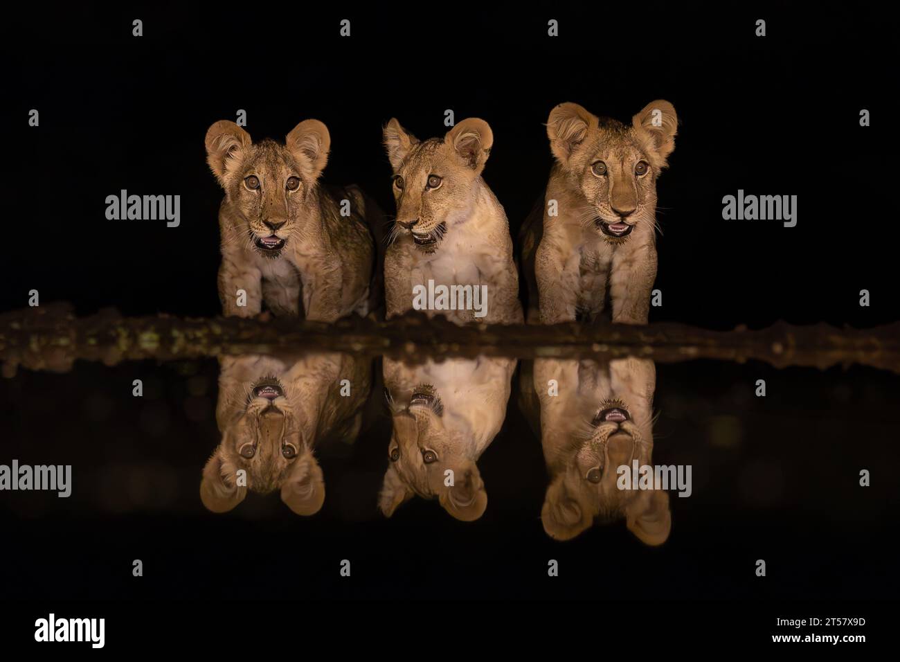 Three lion cubs showing up at a pool in the night for a drink in Lentorre, Kenya Stock Photo