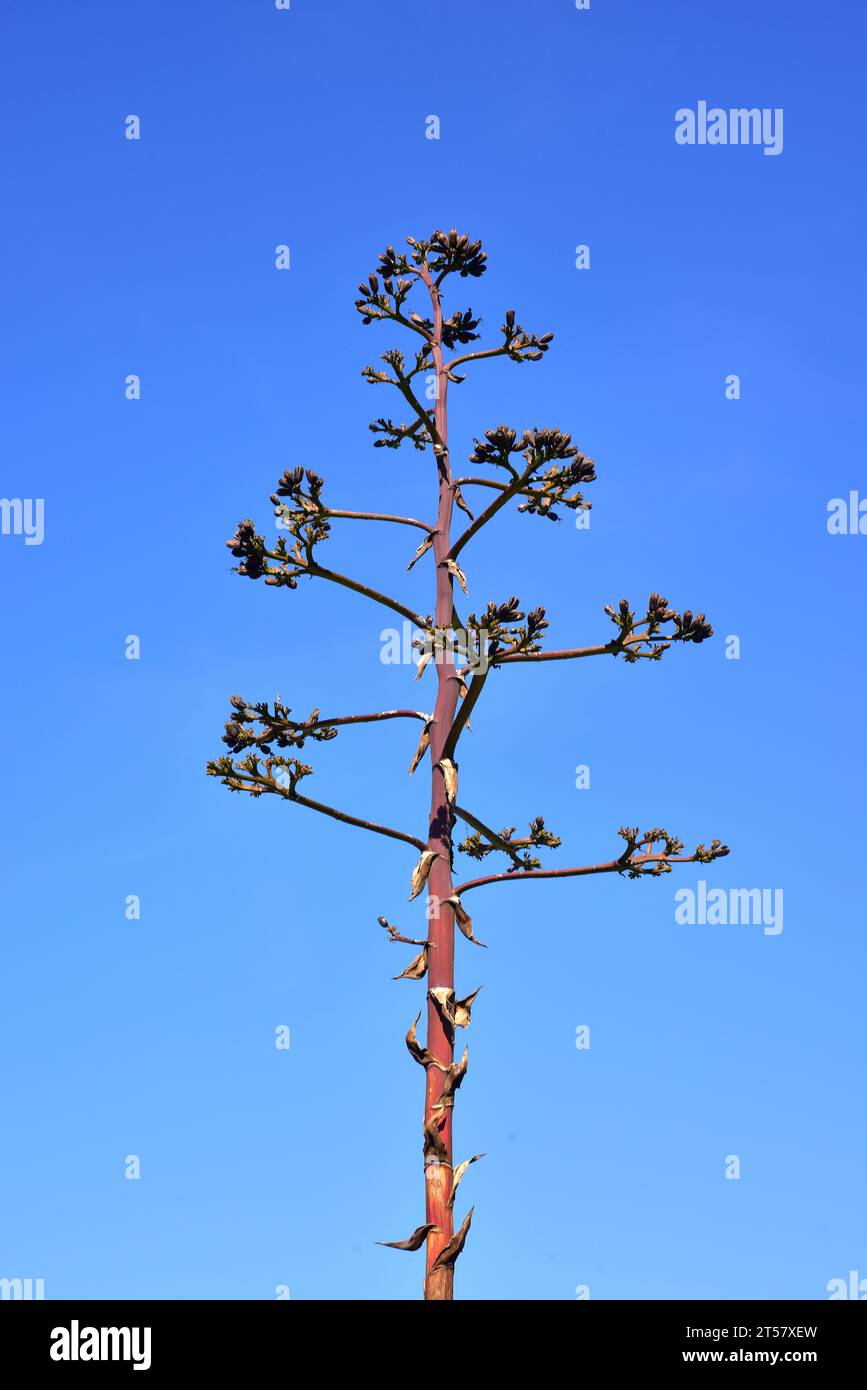 Maguey pulquero (Agave salmiana) is a succulent plant native to Mexico. Flower stem with fruits. Stock Photo