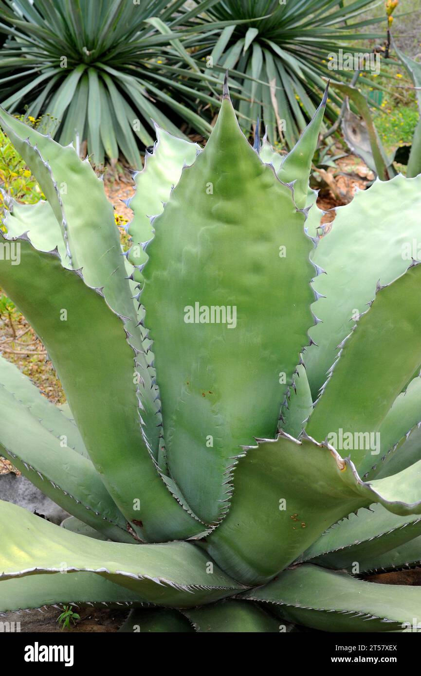 Agave salmiana ferox is a subspecies of maguey pulquero with robust thorns. Rosette. Stock Photo