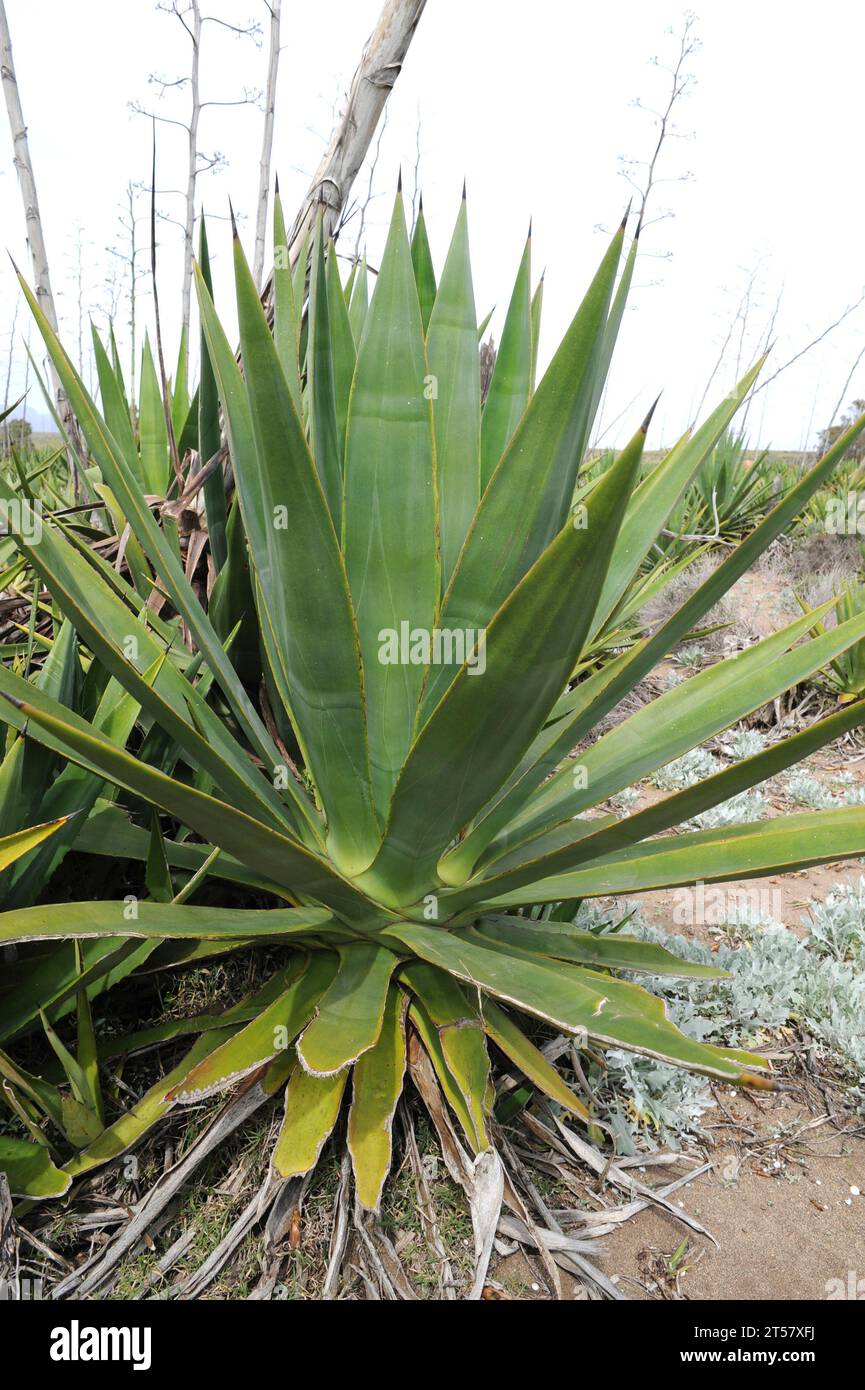 Sisal (Agave sisalana) is a succulent plant native to Yucatan (Mexico). Sisal produces very resistent fibers utilized in industry for geotextiles, rop Stock Photo