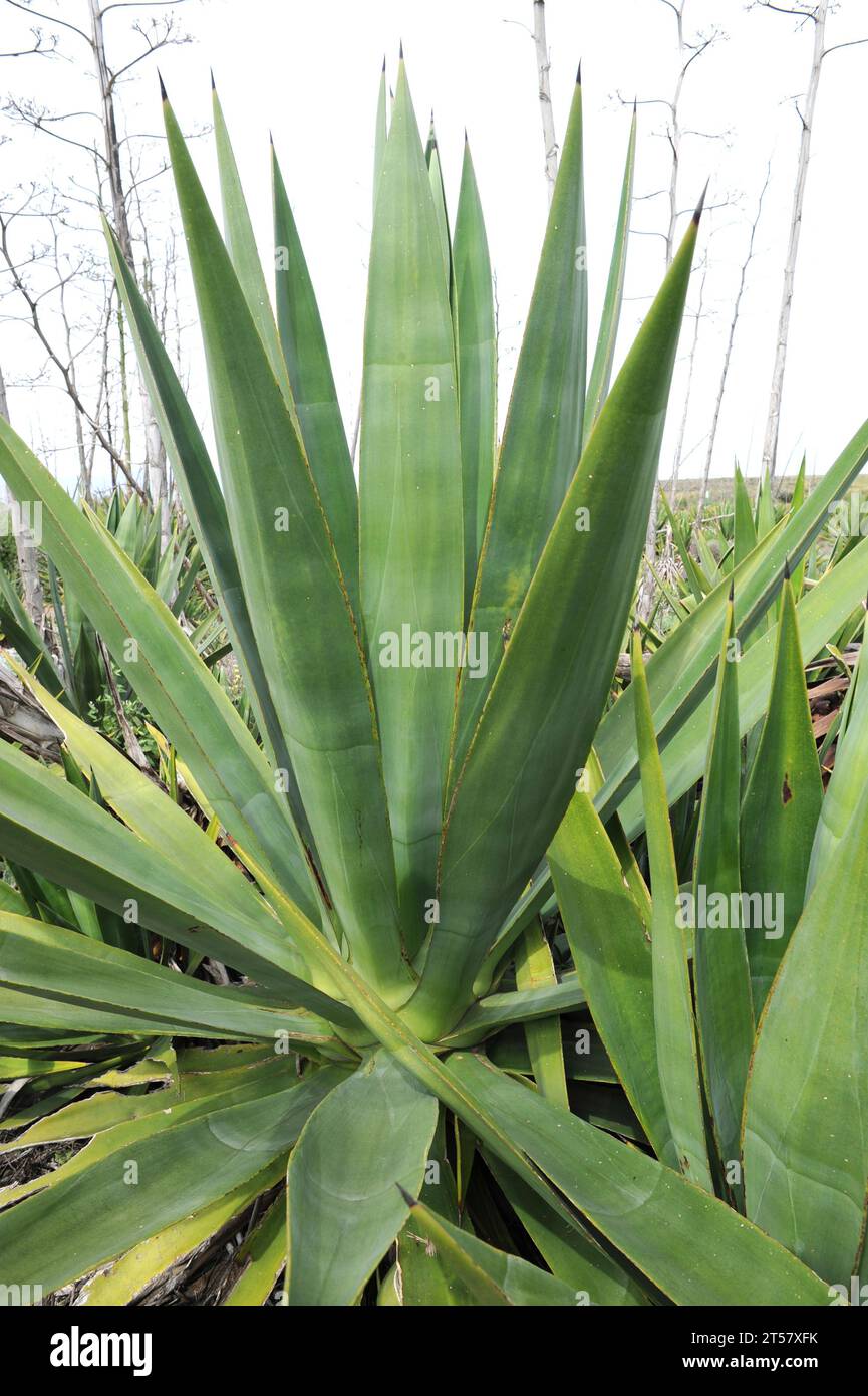 Sisal (Agave sisalana) is a succulent plant native to Yucatan (Mexico). Sisal produces very resistent fibers utilized in industry for geotextiles, rop Stock Photo