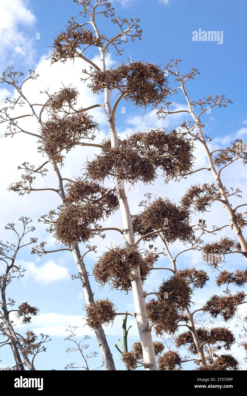 thumbnail image 2 of Agave Sisalana Seeds - Rare Century Plant Exotic Succulent Sisal Cactus Tree 2 of 6