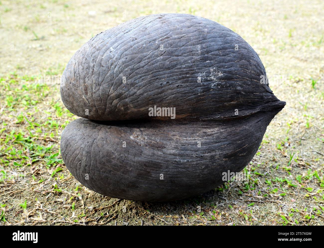 Coco de mer, coconut (Lodoicea maldivica) grows only in the Praslin island, Seychelles. Stock Photo