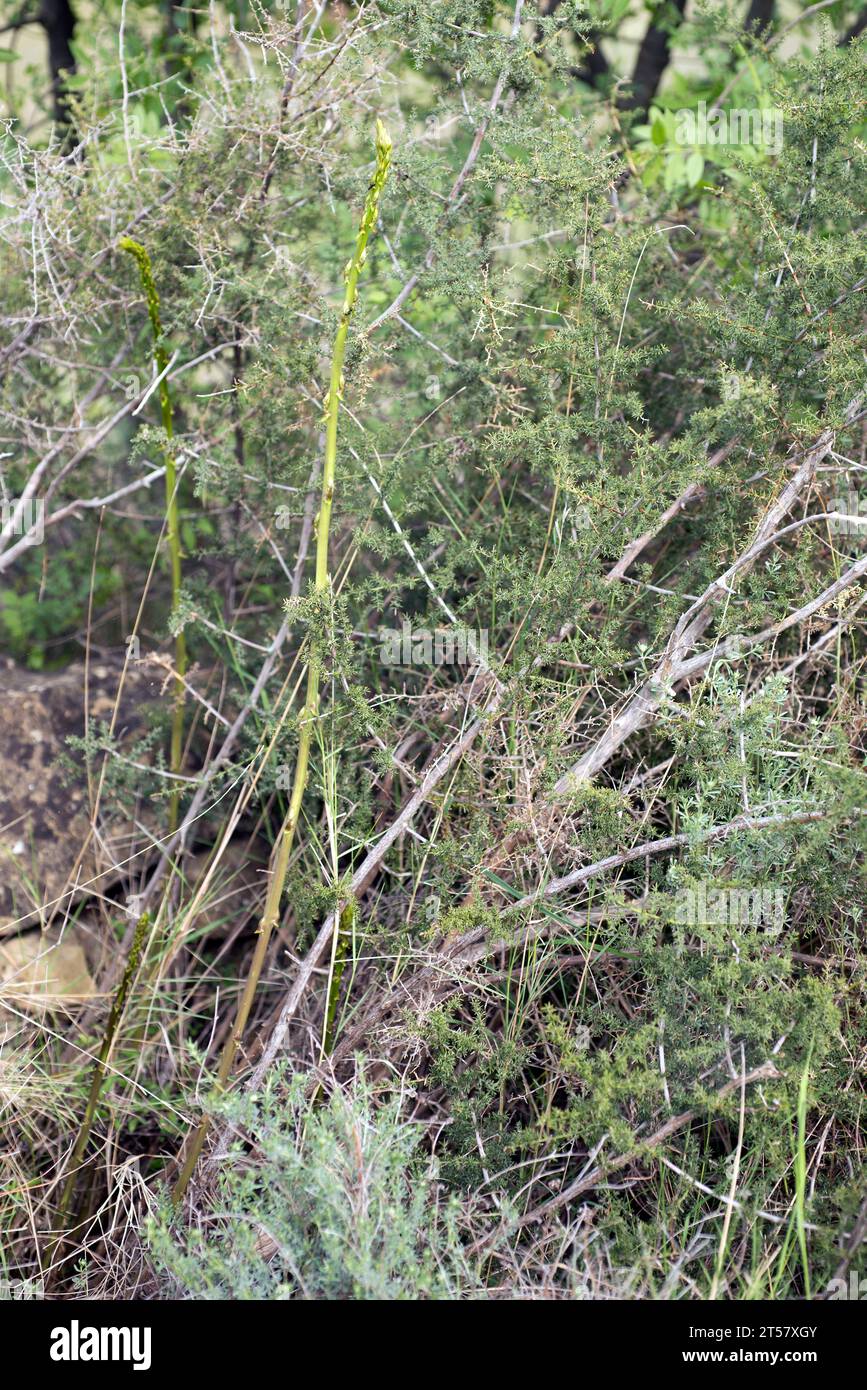 Wild asparagus (Asparagus acutifolius) is a perennial plant native to Mediterranean basin. Young stems are edible. This photo was taken in Huesca prov Stock Photo