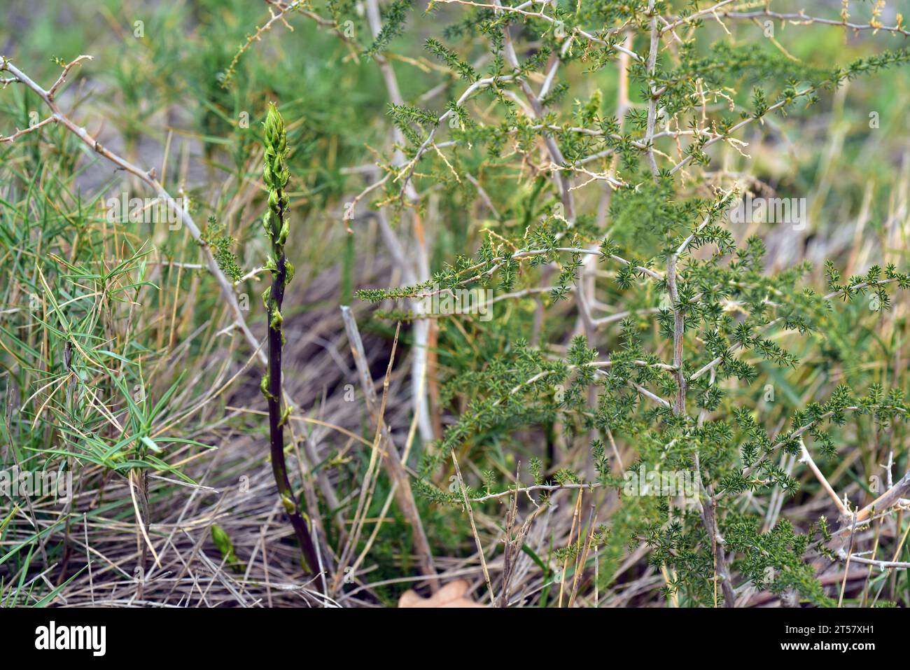 Wild asparagus (Asparagus acutifolius) is a perennial plant native to Mediterranean basin. Young stems are edible. This photo was taken in La Albera, Stock Photo