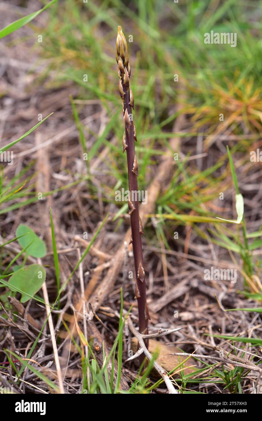 Wild asparagus (Asparagus acutifolius) is a perennial plant native to Mediterranean basin. Young stems are edible. This photo was taken in La Albera, Stock Photo