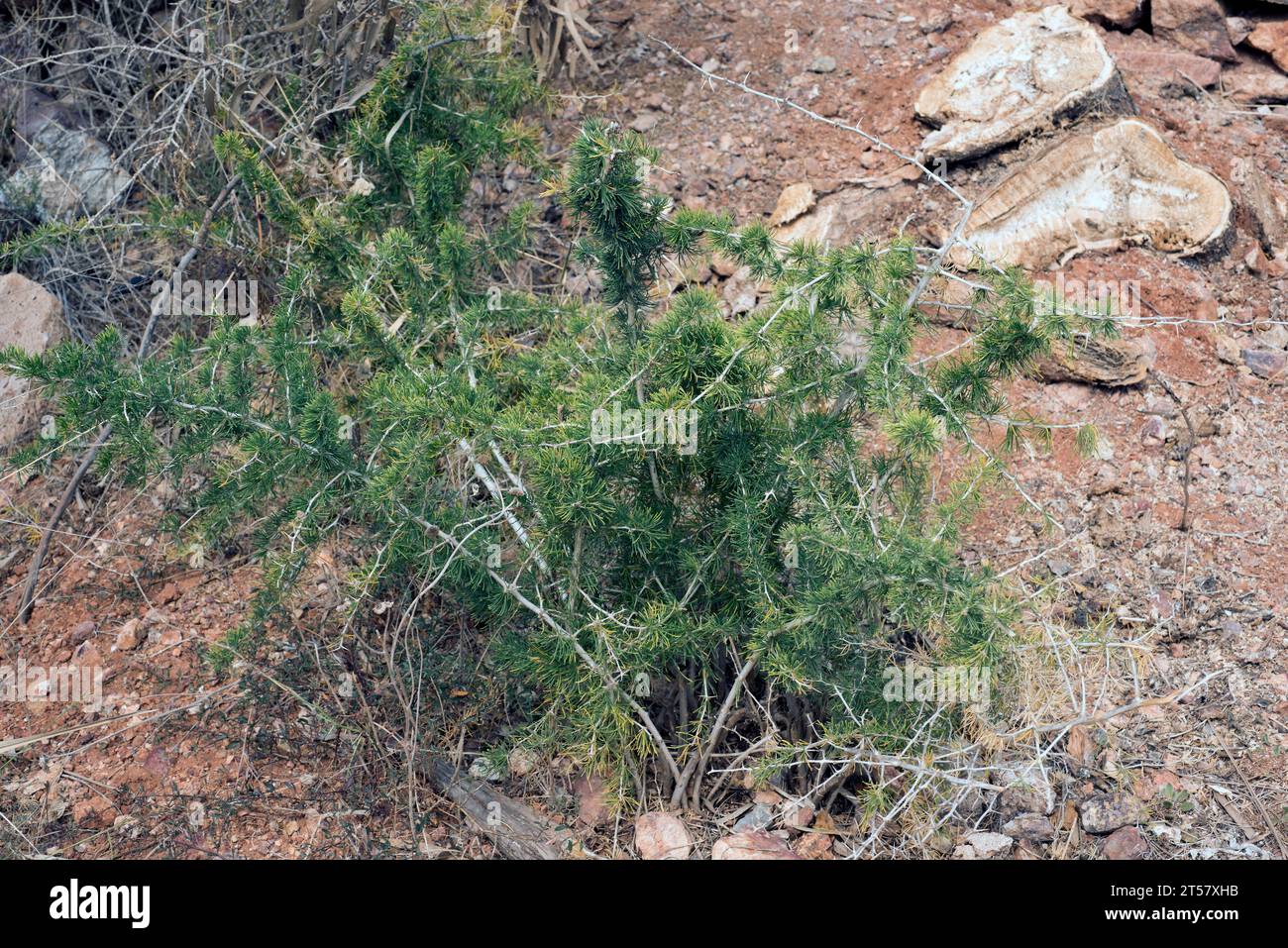 Esparraguera blanca (Asparagus albus) is a shrub native to western Mediterranean basin. This photo was taken in Cabo de Gata Natural Park, Almeria pro Stock Photo