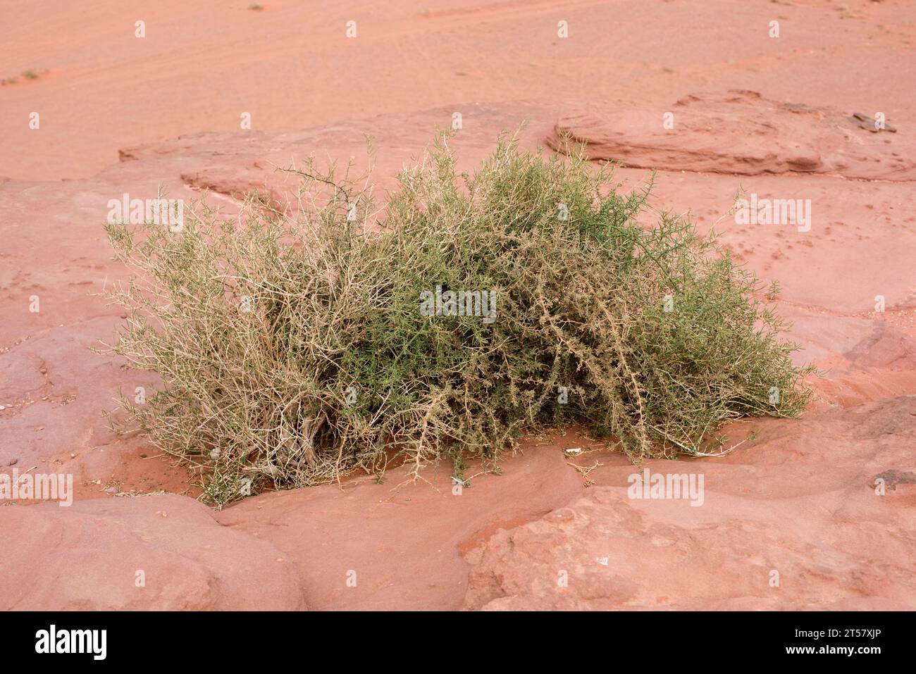 Asparagus horridus or Asparagus stipularis is a branched spiny shrub native to Mediterranean basin. This photo was taken in Jordan. Stock Photo