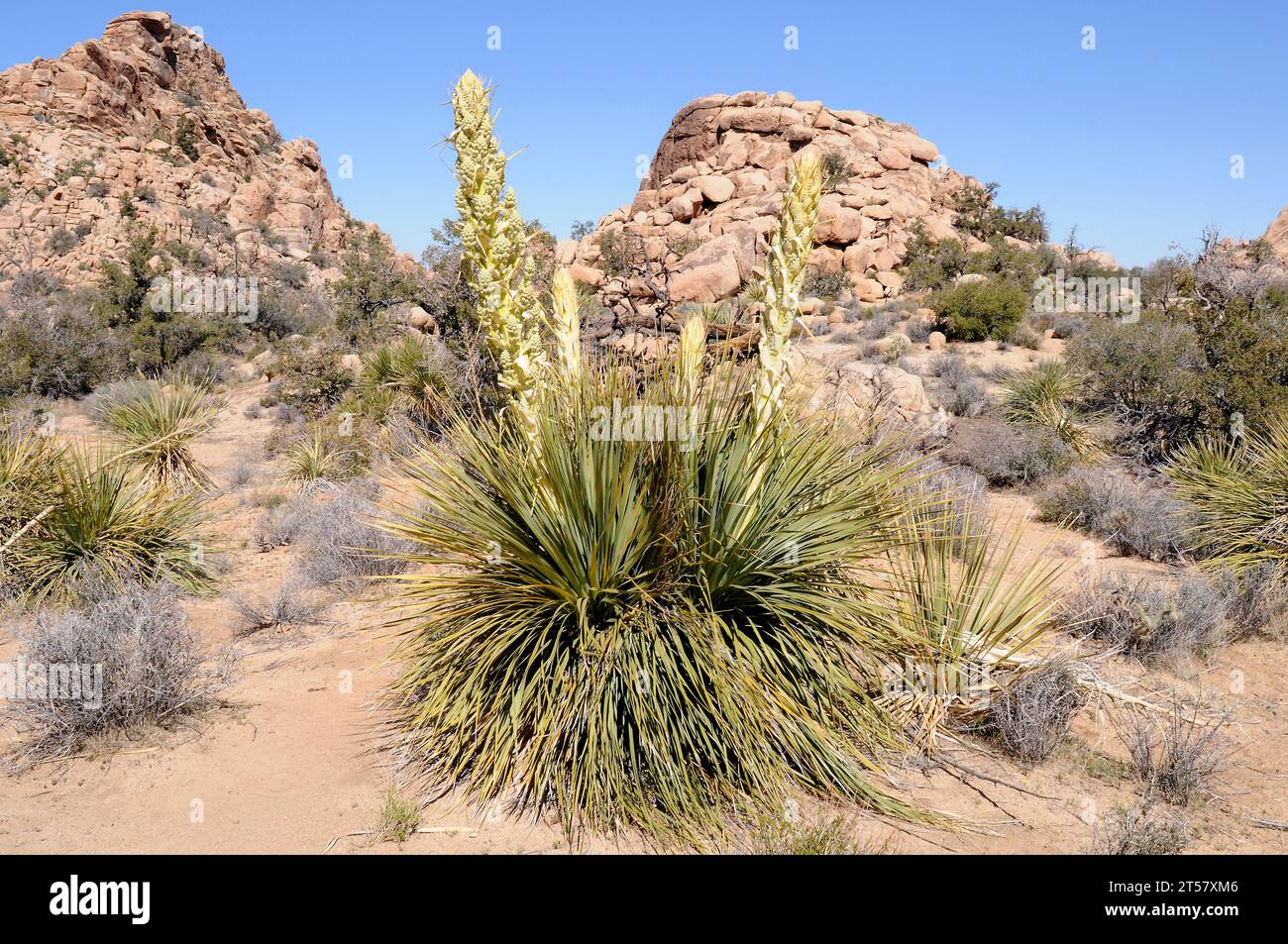 Parry's beargrass (Nolina parryi) is a perennial plant native to ...