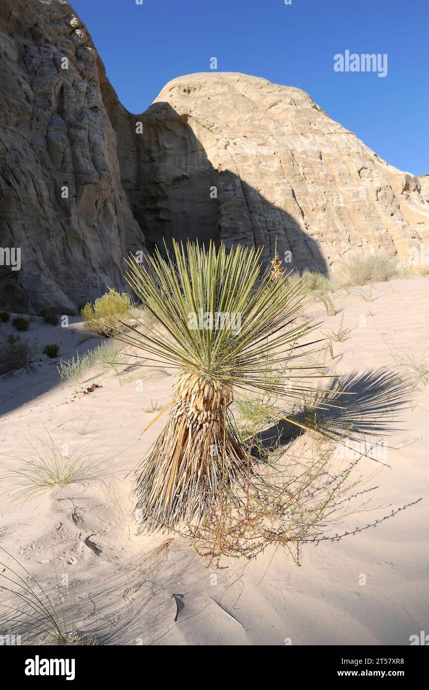 Yucca utahensis is a perennial plant native to deserts of USA (Utah, Arizona and Nevada). This photo was taken in Red Toadstools, Kanab, Utah, USA. Stock Photo