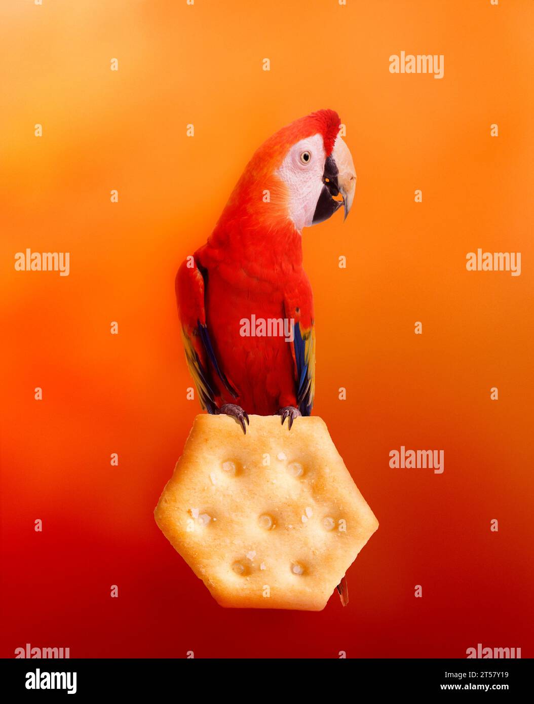 Parrot with cracker; polly want a cracker illustrated in studio Stock
