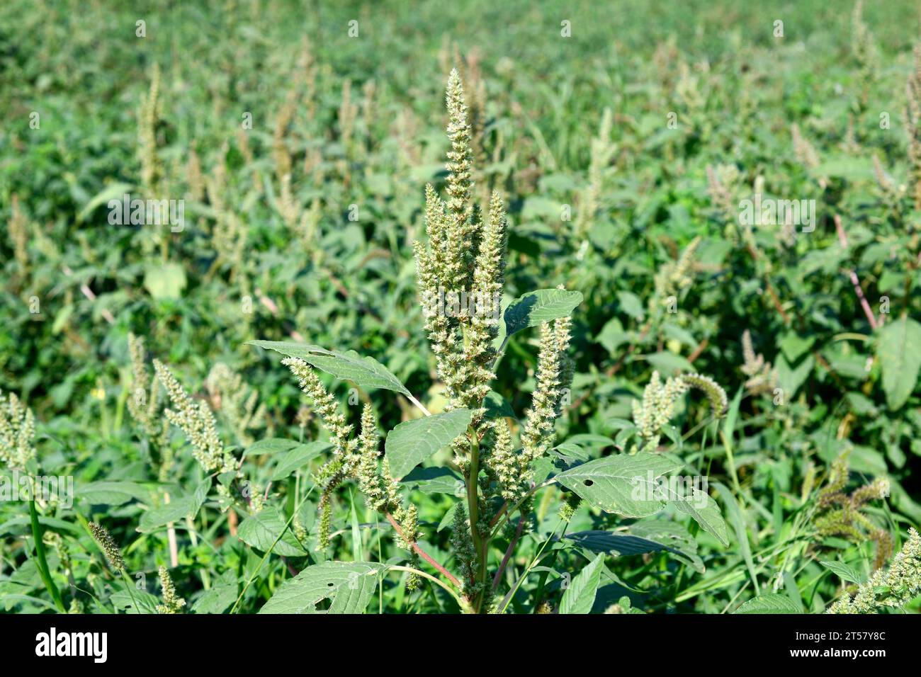 Red-root amaranth or red-root pigweed (Amaranthus retroflexus) is an edible annual plant native to tropical Americas and naturalized on most continent Stock Photo