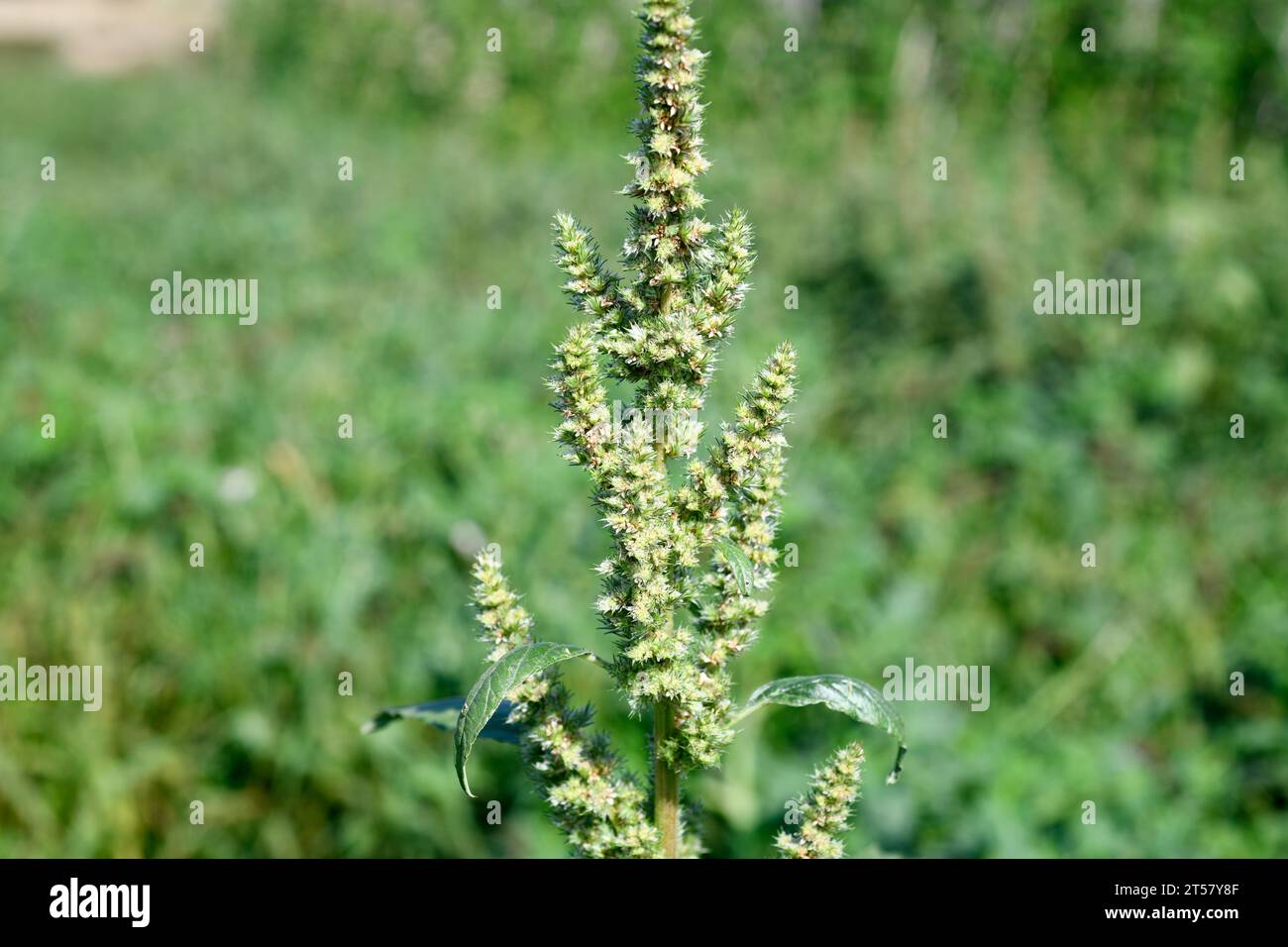Red-root amaranth or red-root pigweed (Amaranthus retroflexus) is an edible annual plant native to tropical Americas and naturalized on most continent Stock Photo