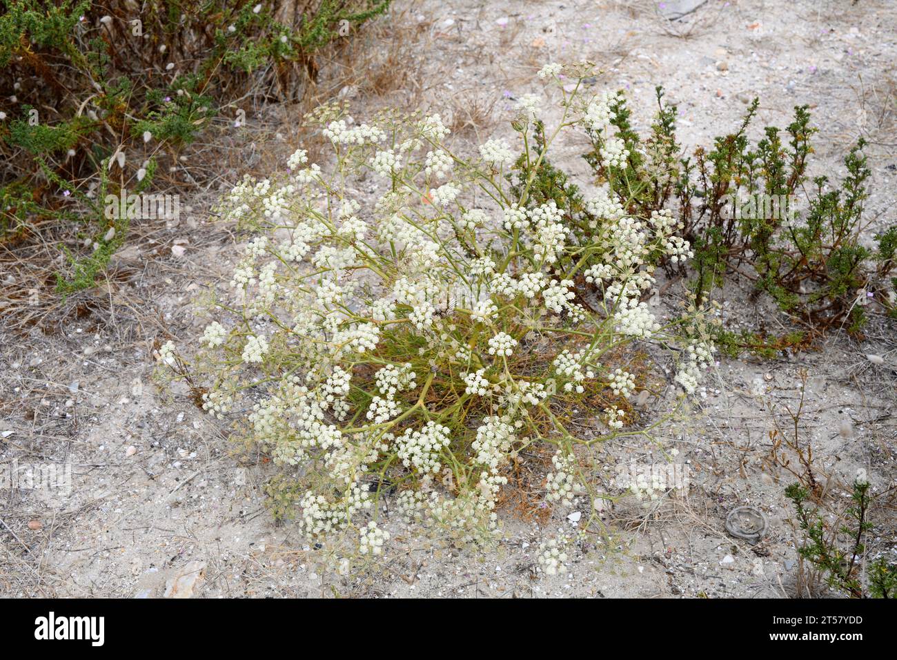Enjalme (Seseli tortuosum) is a perennial plant native to southern Europe and northwestern Africa. This photo was taken in Aveiro, Portugal. Stock Photo