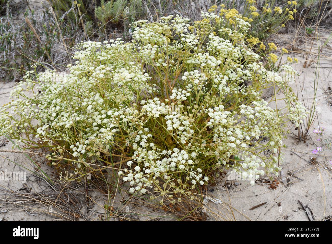Enjalme (Seseli tortuosum) is a perennial plant native to southern Europe and northwestern Africa. This photo was taken in Dunas de Sao Jacinto Natura Stock Photo