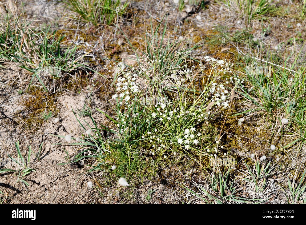 Enjalme (Seseli tortuosum) is a perennial plant native to southern Europe and northwestern Africa. This photo was taken in Dunas de Corrubedo Natural Stock Photo