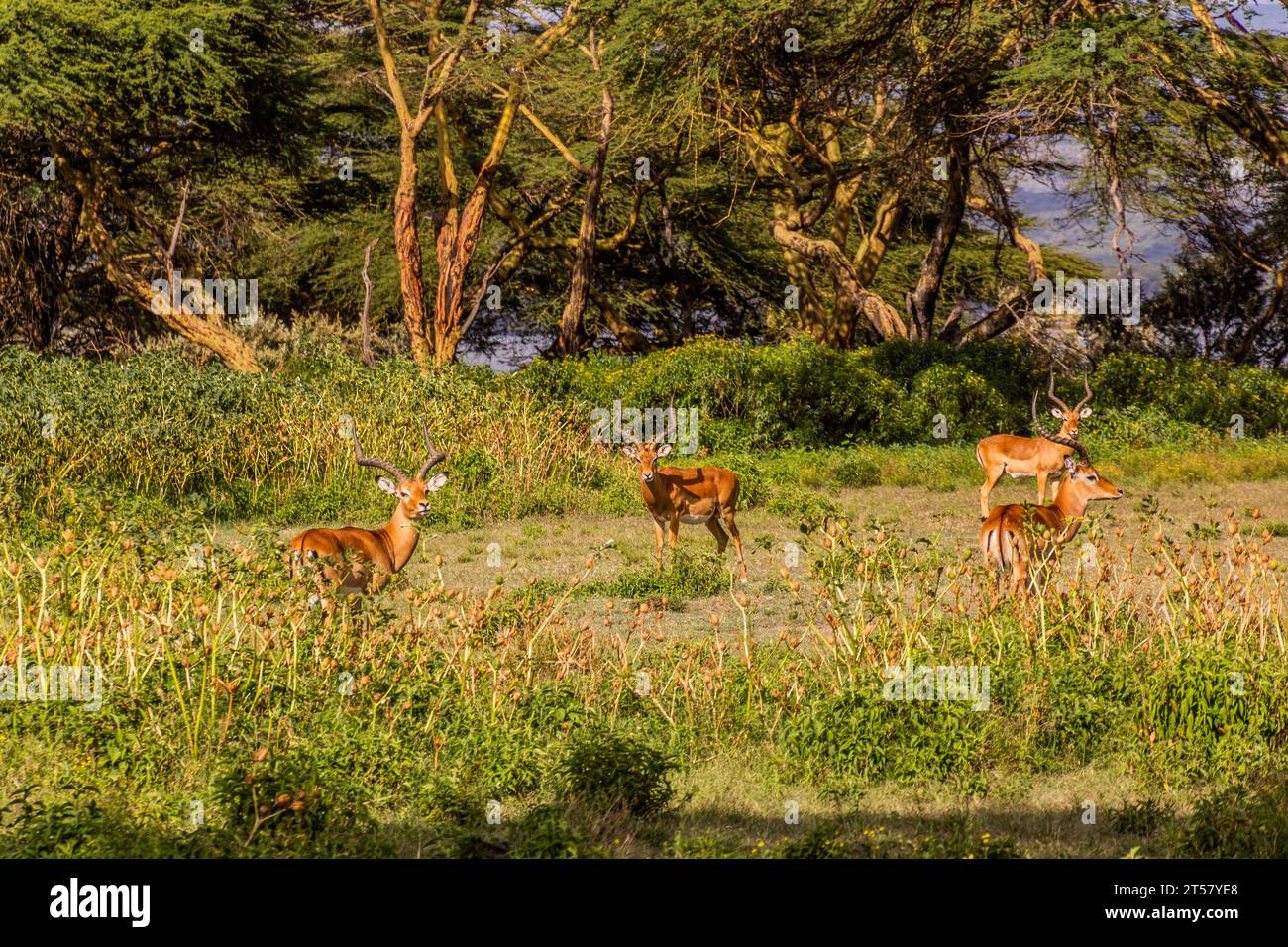 Impalas (Aepyceros melampus) at Crescent Island Game Sanctuary on