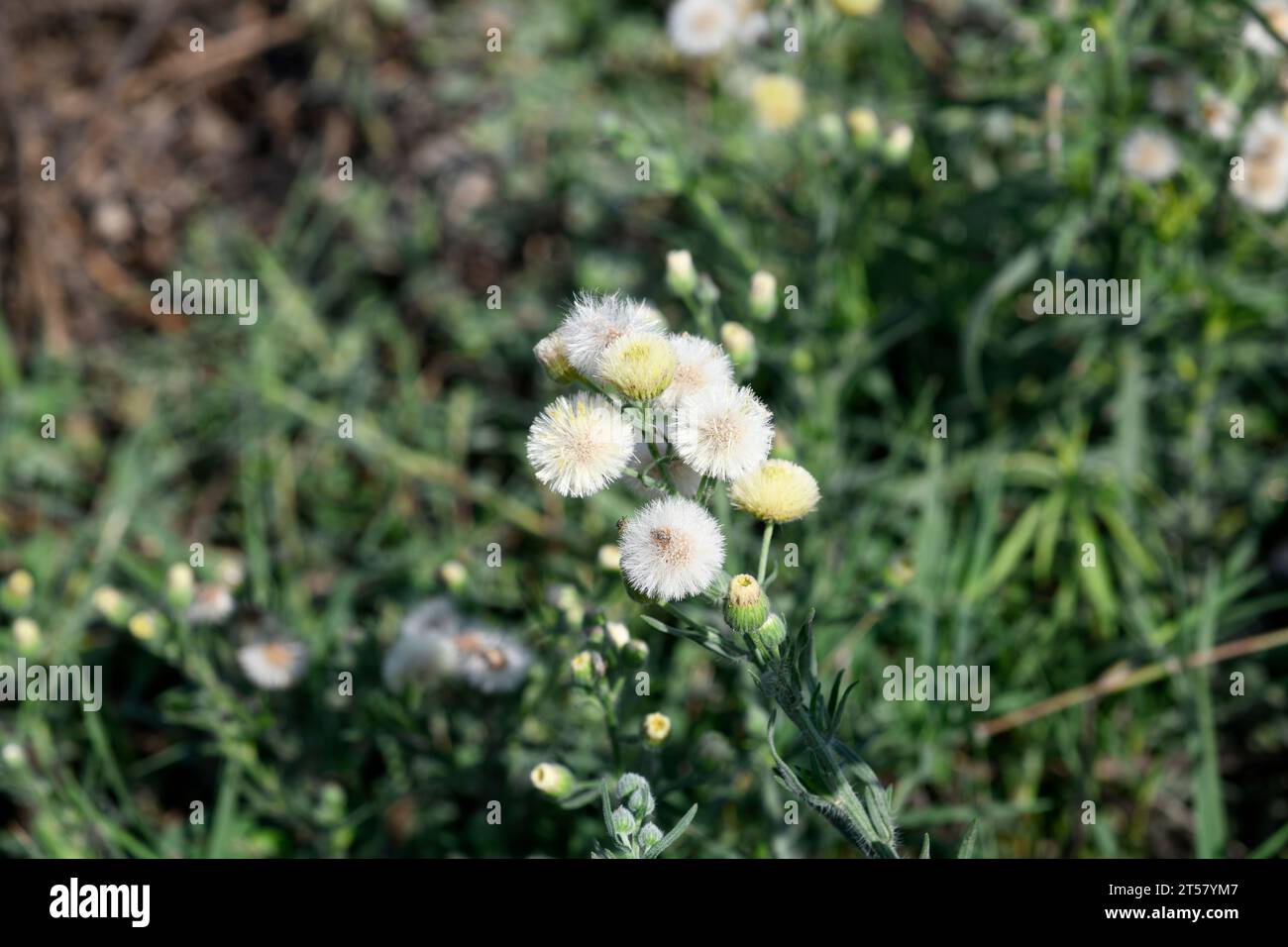 Argentine fleabane or hairy fleabane (Conyza bonariensis or Erigeron bonariensis) is a small shrub probably native to Central or South America and nat Stock Photo
