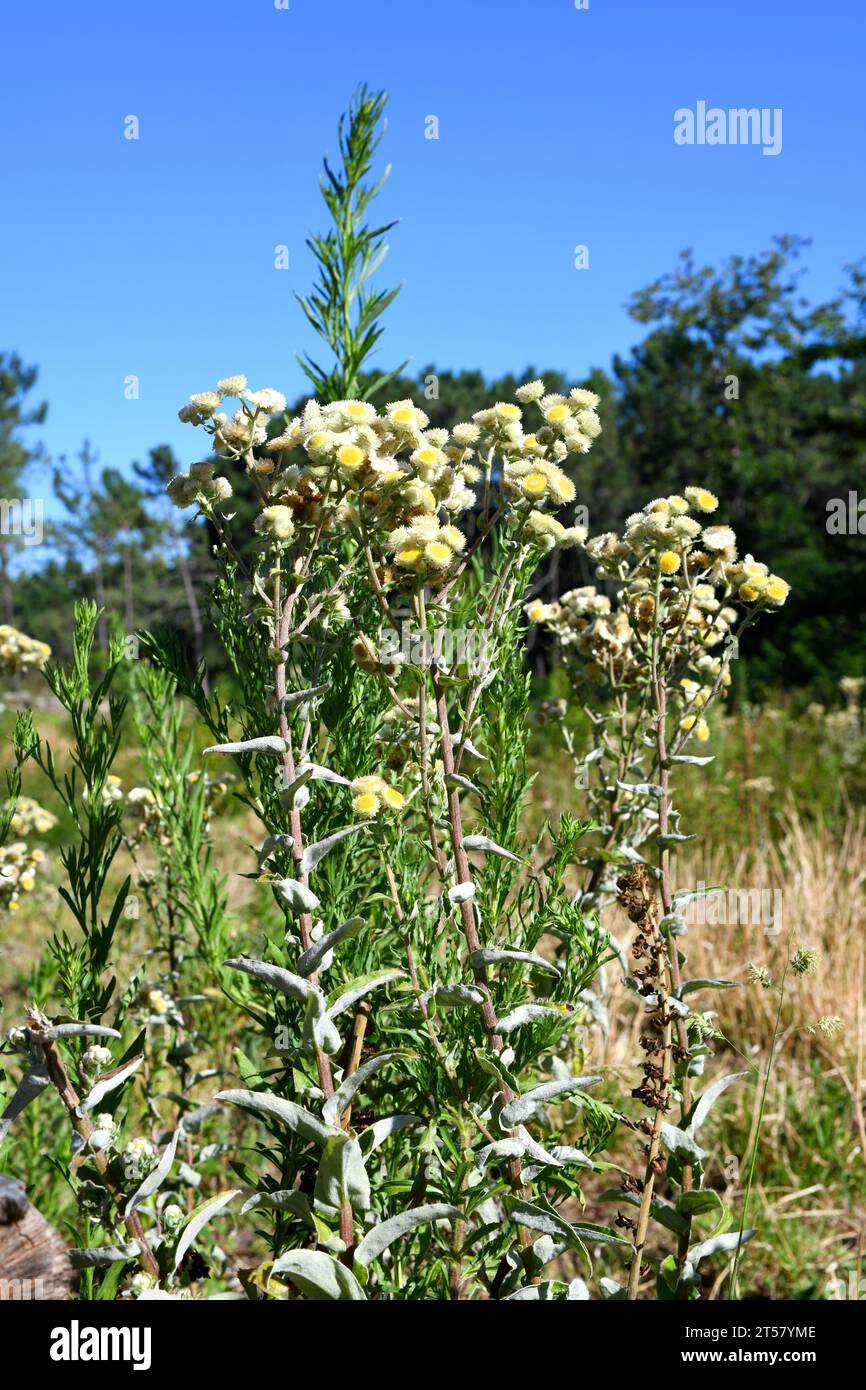 Stinking yellow everlasting (Helichrysum foetidum) is a biennial plant native to South Africa and naturalized in Europe. This photo was taken in Baron Stock Photo