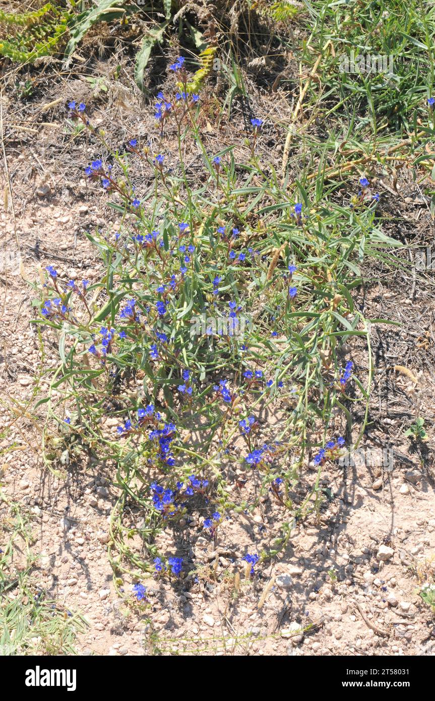 Dyer's alkanet (Alkanna tinctoria) is a perennial herb native to Mediterranean Basin and southwestern Asia. Is edible and is used as colorant and pH i Stock Photo