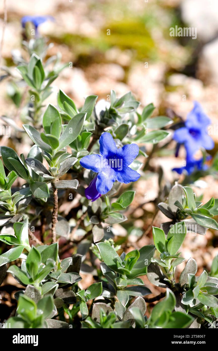 Viniebla azul (Lithodora nitida or Glandora nitida) is a perennial plant endemic to southeastern Spain. This photo was taken in Sierra de Cazorla Natu Stock Photo