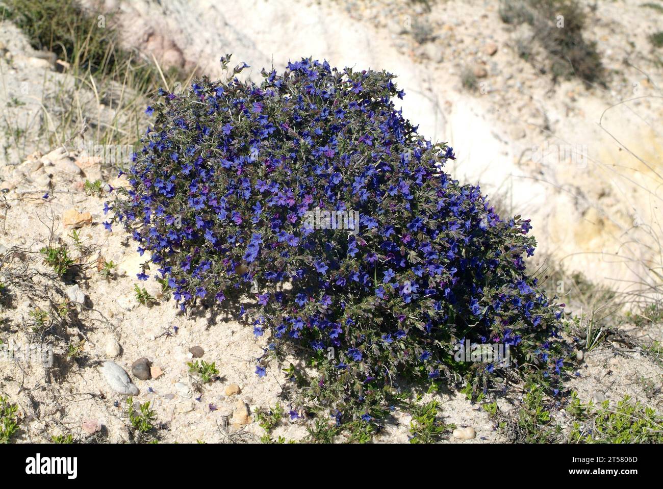 Shrubby gromwell (Lithospermum fruticosum or Lithodora fruticosa) is a small shrub (formerly medicinal) native to Spain, Portugal, France and Morocco. Stock Photo