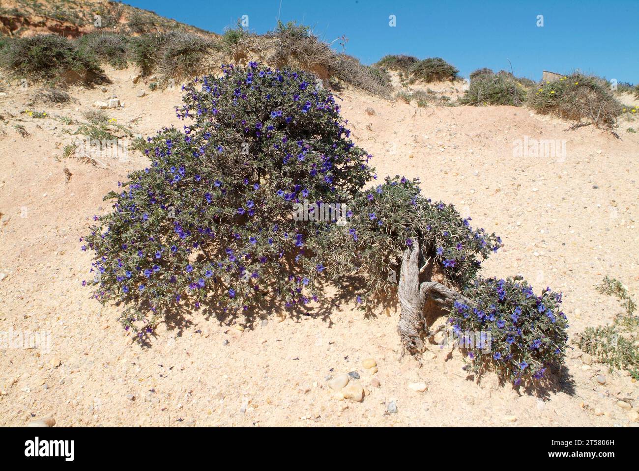 Shrubby gromwell (Lithospermum fruticosum or Lithodora fruticosa) is a small shrub (formerly medicinal) native to Spain, Portugal, France and Morocco. Stock Photo