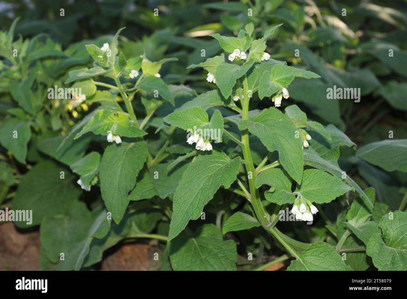 Comfrey (Symphytum officinale) is a perennial plant native to Europe