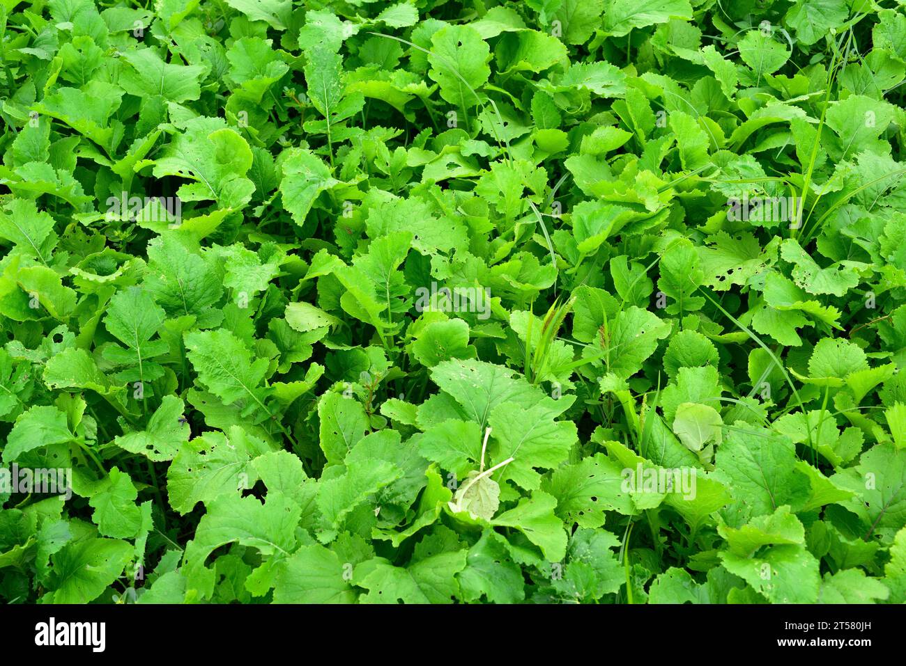 Grelos (Brassica rapa rapifera) is an edible plant cultivated for its edible leaves. This photo was taken in Baix Llobregat, Barcelona, Catalonia, Spa Stock Photo