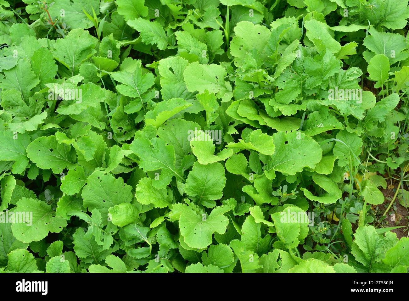 Grelos (Brassica rapa rapifera) is an edible plant cultivated for its edible leaves. This photo was taken in Baix Llobregat, Barcelona, Catalonia, Spa Stock Photo