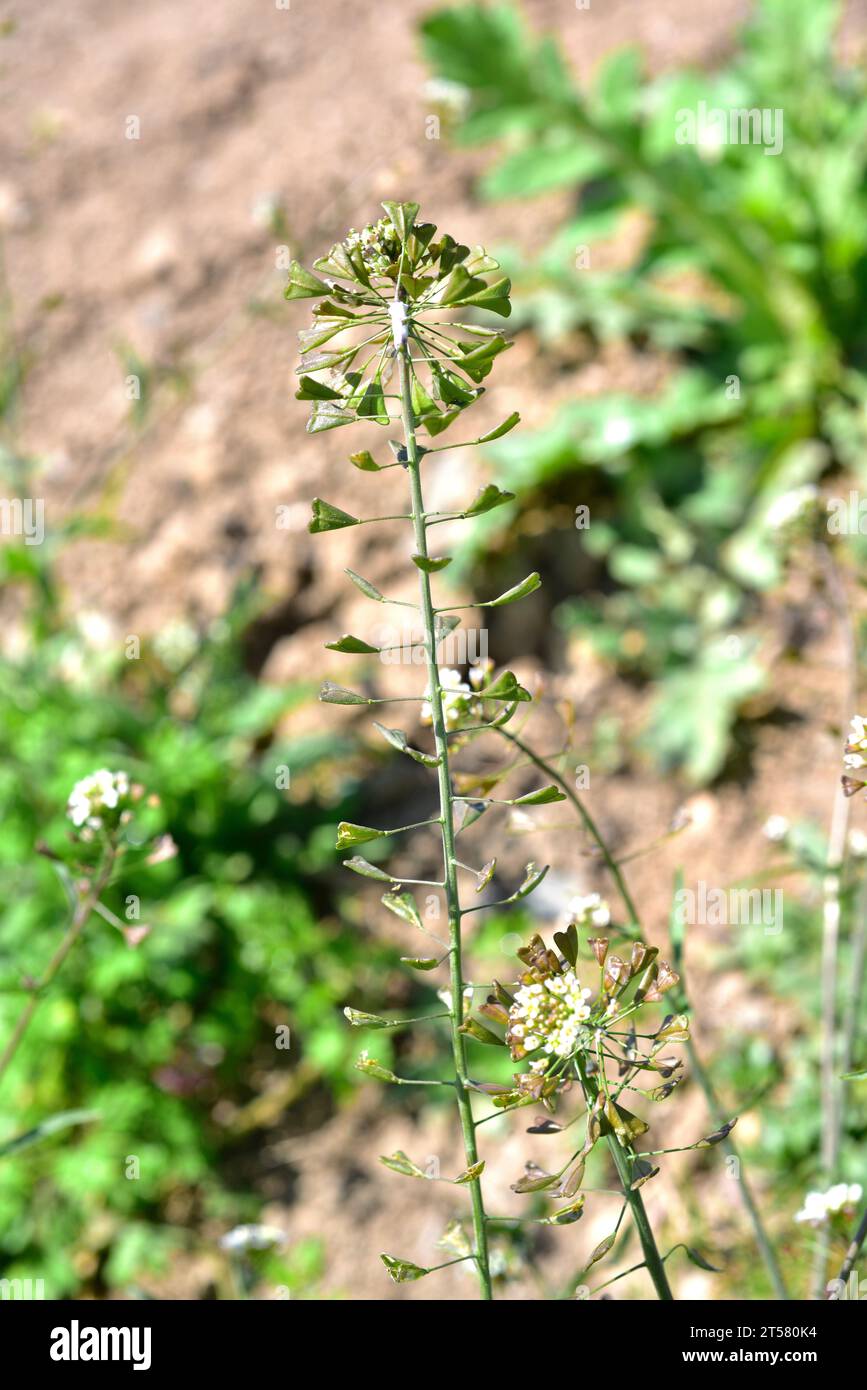 Shepherd's purse (Capsella bursa-pastoris) is a medicinal annual plant native to Europe and western Asia. This photo was taken in Baix Llobregat, Barc Stock Photo