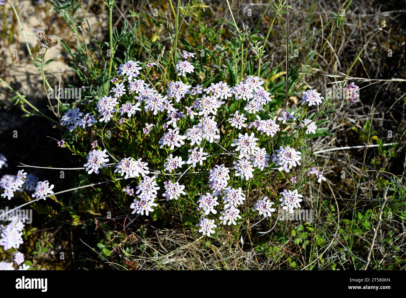Carraspique (Iberis procumbens procumbens) is a perennial herb endemic