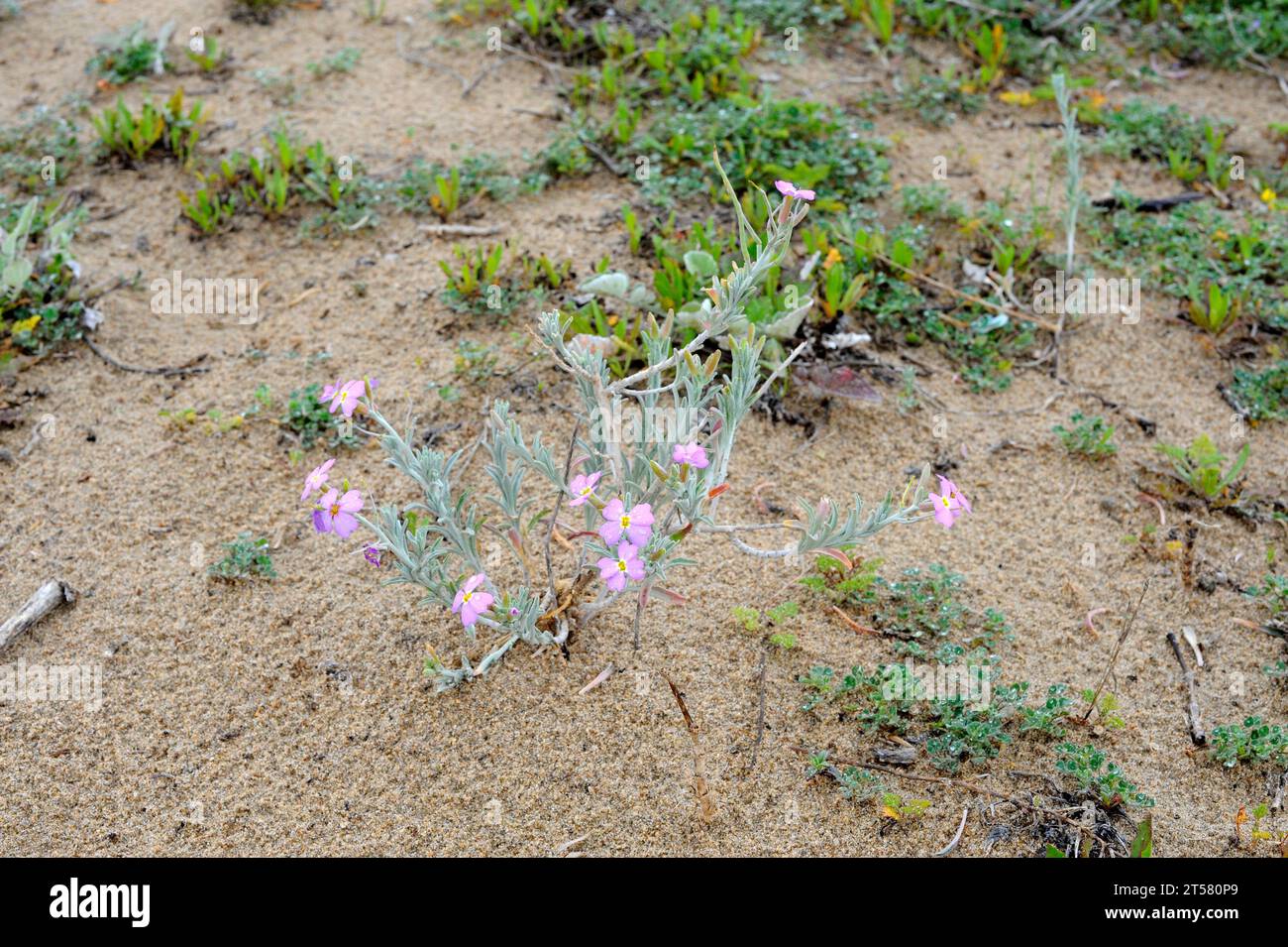 Aleli de Mahon (Malcolmia littorea) is a perennial plant native to western Mediterranean region. This photo was taken in Huelva coast, Andalucia, Spai Stock Photo