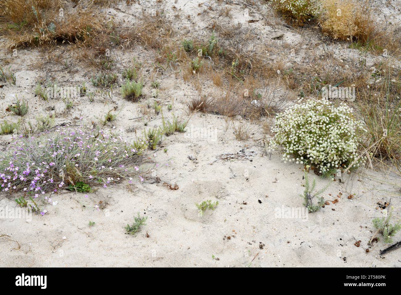 Malcolmia ramosissima (left) and Seseli tortuosum (right). Malcolmia ramosissima is an annual plant native to western Mediterranean region. This photo Stock Photo