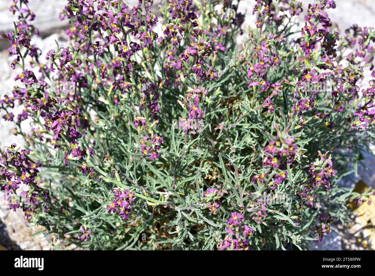 Alheli de campo (Matthiola fruticulosa) is a perennial herb native to Mediterranean Basin. Flowers detail. Stock Photo