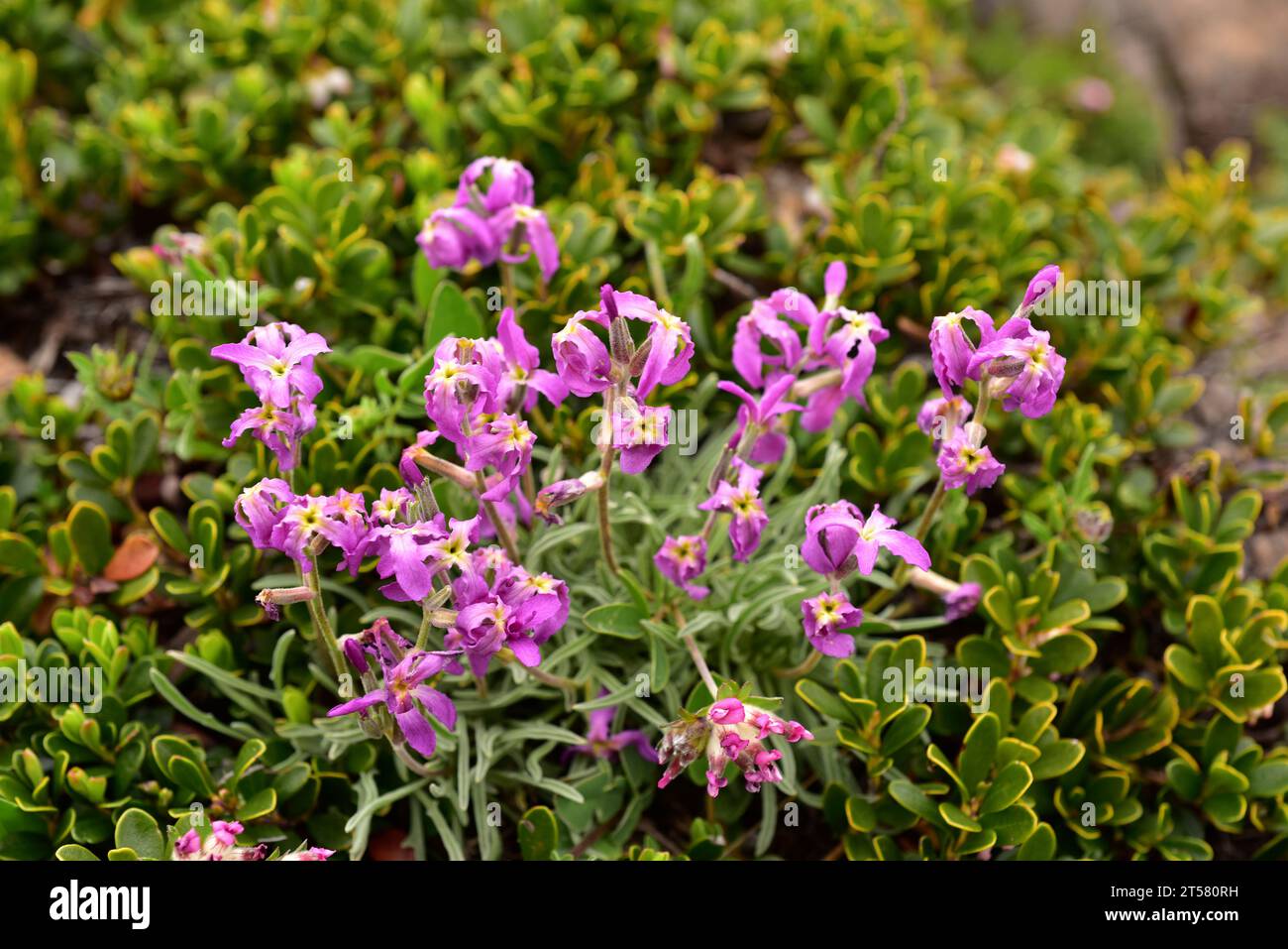 Matthiola fruticulosa perennis or Matthiola perennis is a perennial plant endemic to Cantabrian Mountains. This photo was taken in Somiedo Natural Par Stock Photo