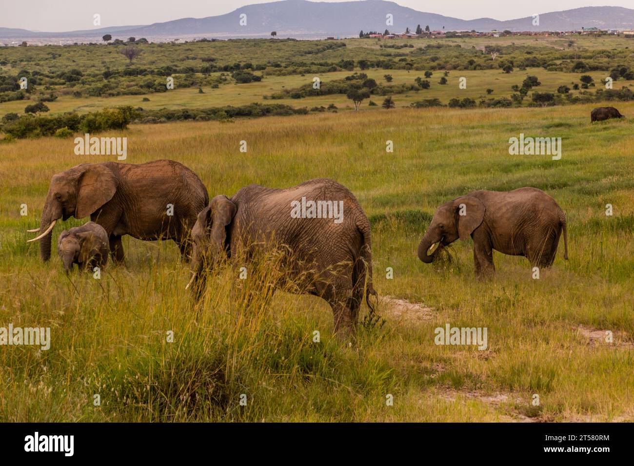Elephants in Masai Mara National Reserve, Kenya Stock Photo