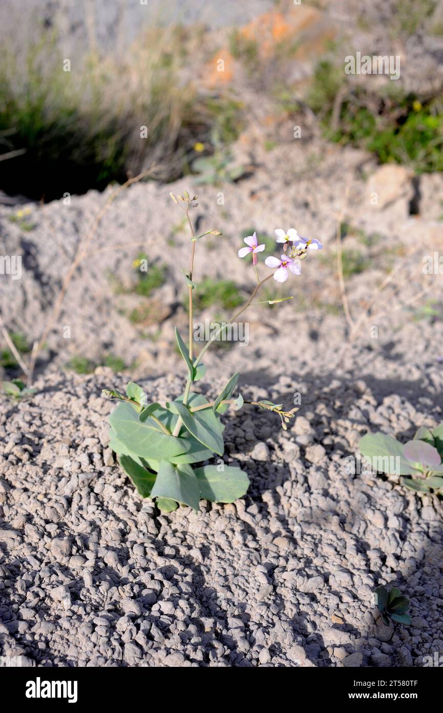 Collejon de Almeria (Moricandia foetida) is an annual plant endemic to southeastern Spain growing on a clay slope. This photo was taken in Desierto de Stock Photo