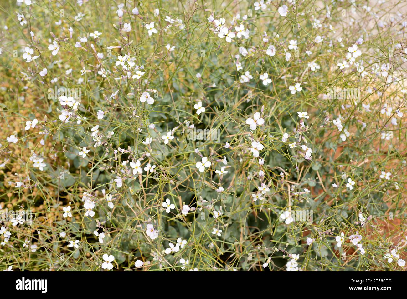 Collejon de Almeria (Moricandia foetida) is an annual plant endemic to southeastern Spain. This photo was taken in Desierto de Tabernas Natural Park, Stock Photo
