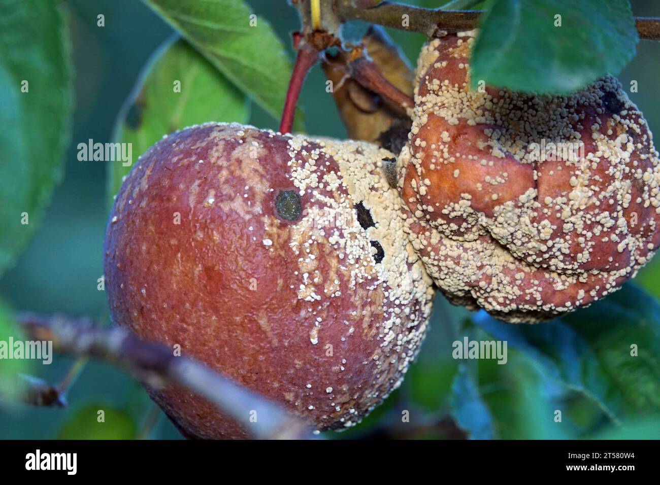 Rotten apples on the ground. Spoiled apple crop. Fruits infected with apple monilia fructigena Stock Photo