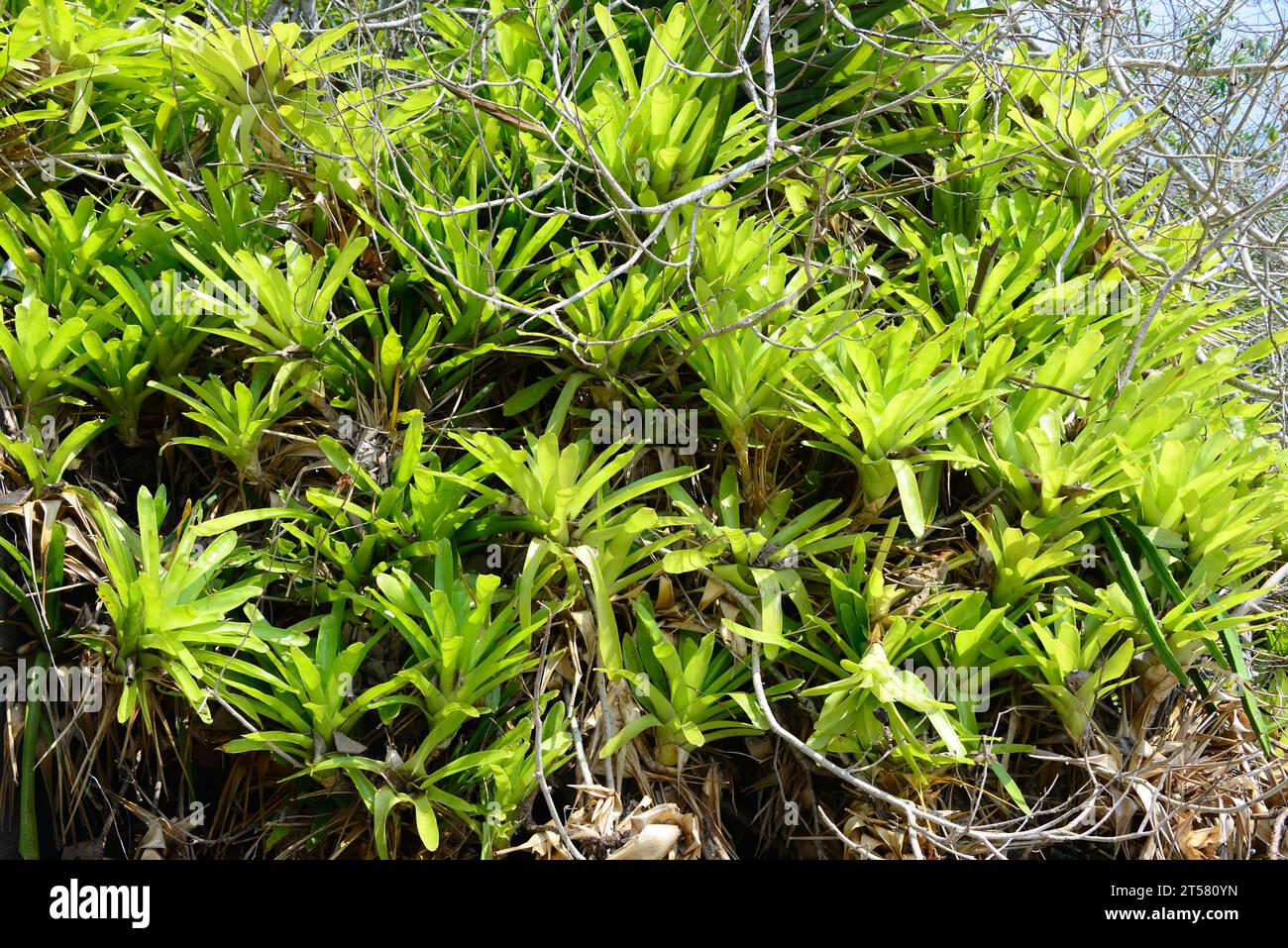 Aechmea, an epiphytic plant. Paraty bay, Brazil. Stock Photo